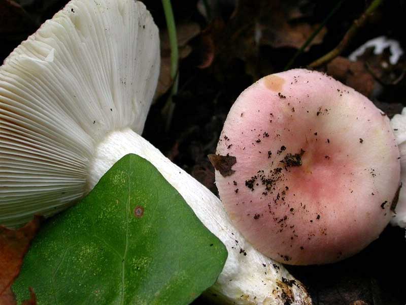  Image name: russula_vesca2.jpg 
 width: 800 pixel 
 height: 600 pixel 
 Size: 50935 bytes 
 Click to enlarge 